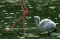 Flamingo im Wasserspiel