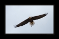 Seeadler