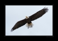 Seeadler