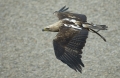 Kaiseradler im Tiefflug