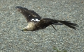 Kaiseradler im Tiefflug