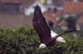 Weisskopfseeadler