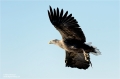 Seeadler