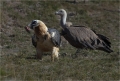 Bart und Gänsegeier