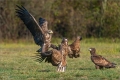 Seeadler