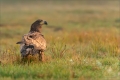 Seeadler