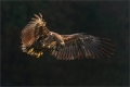 Seeadler