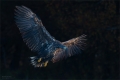 Seeadler