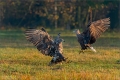 Seeadler