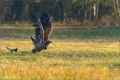 Seeadler