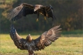 Seeadler