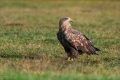 Seeadler