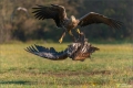 Seeadler