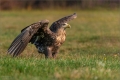 Seeadler