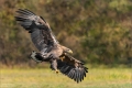 Seeadler