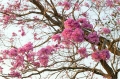 Baumblüten Pantanal