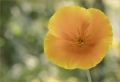 Orange Mohnblume