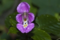 Fleissiges Leischen (Impatiens tuberosa)