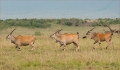 Eland Antilopen