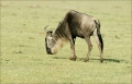 Gnu