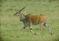 Eland Antilopen