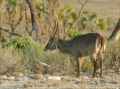 Wasserbock