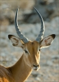 Impala Portrait