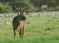 Wasserbock