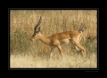 Impala