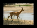 Impala