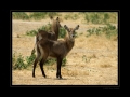 Wasserbock