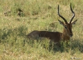 Impala