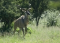 Ups das erste Kudu auf meiner Reise durch Namibia