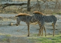 Grevyzebra Equus Grevyi