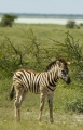 Junges Zebra, im Hintergrund Etoschpfanne