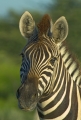 Zebra Portrait