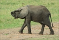 Elefant