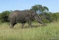 Elefant