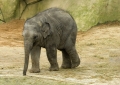 Junger Elefant aus dem Kölner Zoo