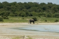 Unser erster Elefant in der Etoschapfanne