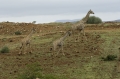 Giraffen bei schlechtem Wetter in Namibia