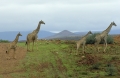 Giraffen bei schlechtem Wetter in Namibia