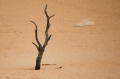 Sossusvlei / Deadvlei