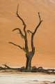 Sossusvlei / Deadvlei