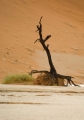 Sossusvlei / Deadvlei