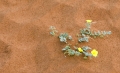 Sossusvlei / Deadvlei