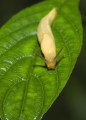 Schnecke in der Montagne d'Ambre Madagaskar