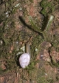 Schnecke in der Montagne d'Ambre Madagaskar