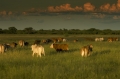 Rinder auf der Gästefarm Dornhügel Namibia