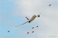 Patrouille Suisse & A-330 Suisse